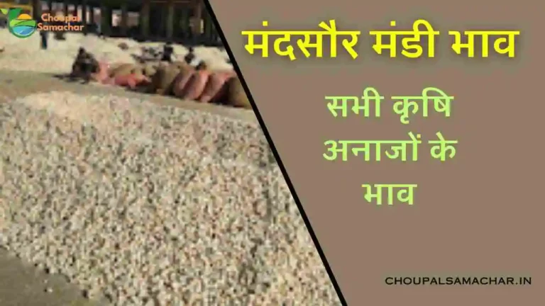 Today Mandsaur Mandi B­hav 19 august