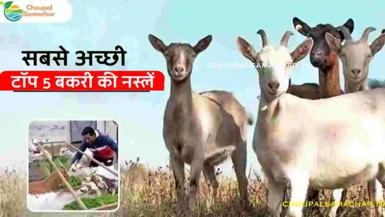 Top 5 Goat Breeds