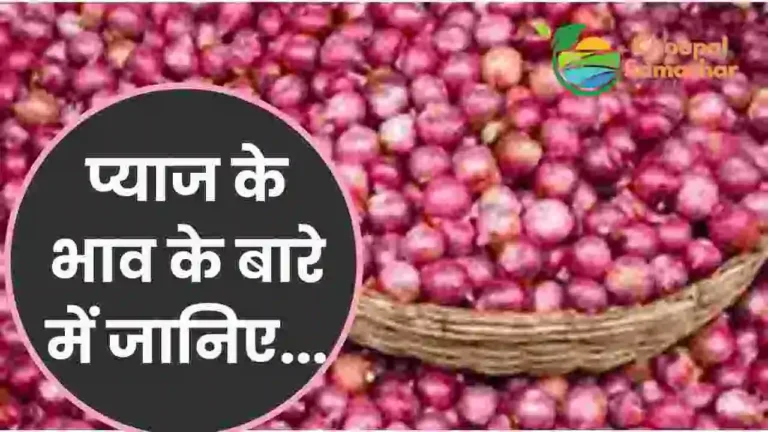 Onion price forecast 2023 india