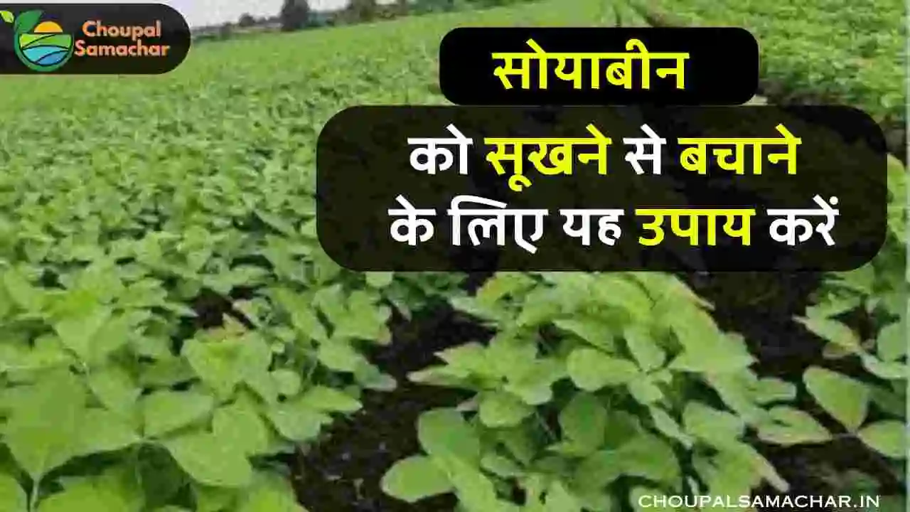 Soybean farming advise