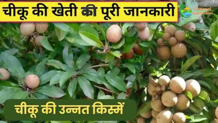 Chiku ki best variety