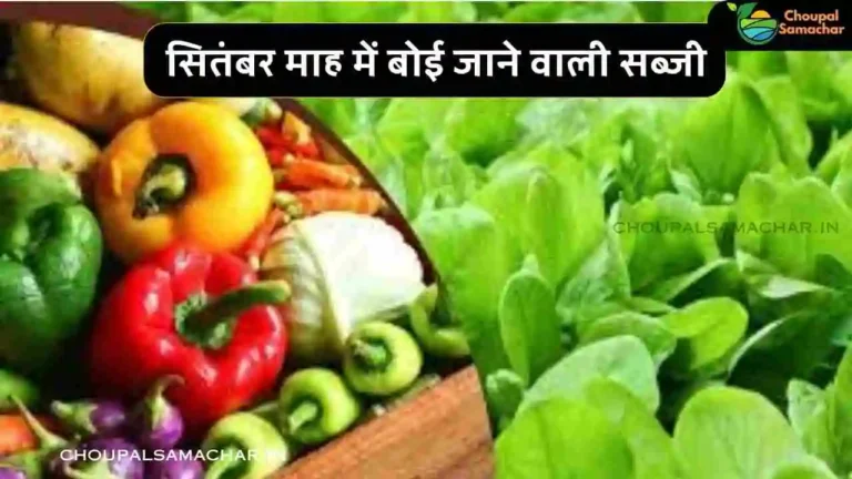 Top 4 Vegetables Farming in September