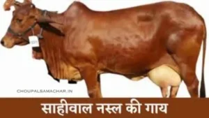 Best cow Breed
