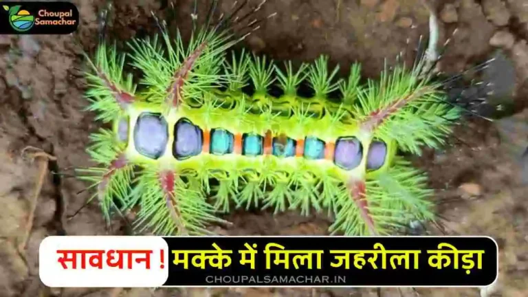  Poisonous caterpillar