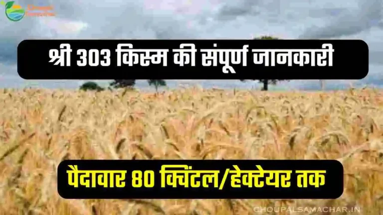 Shree Ram 303 Wheat Variety Details