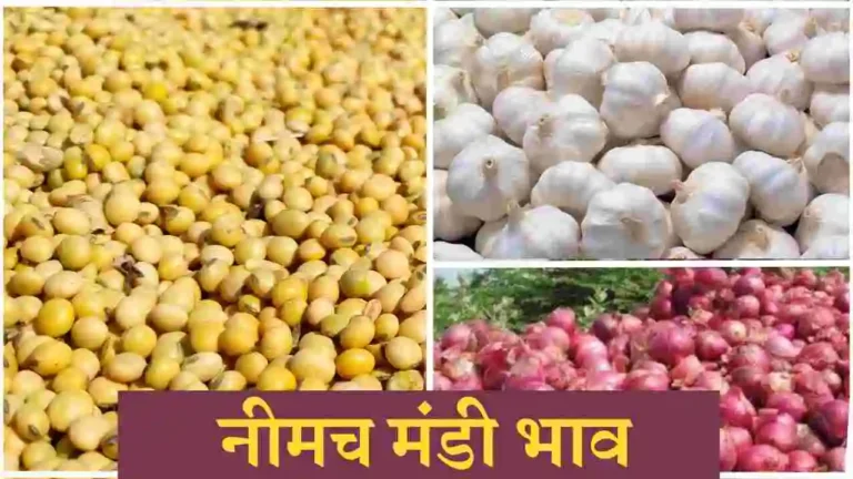 Neemuch Mandi soybean bhav