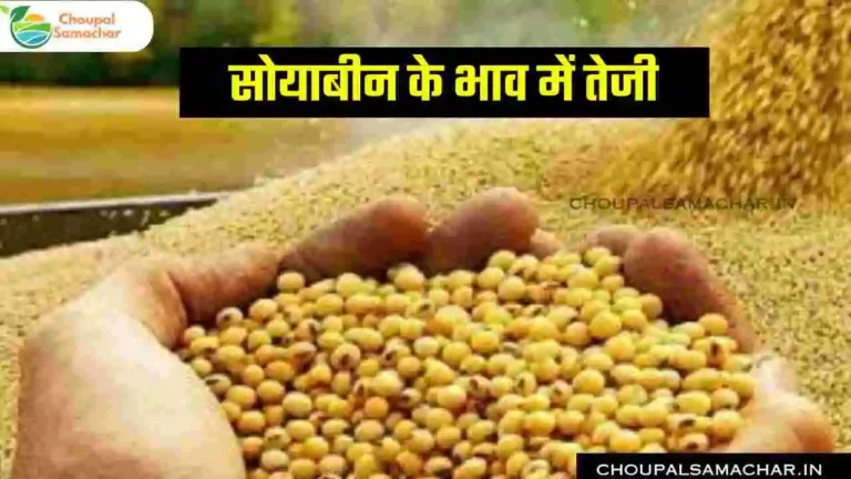 Ujjain mandi Soybean bhav