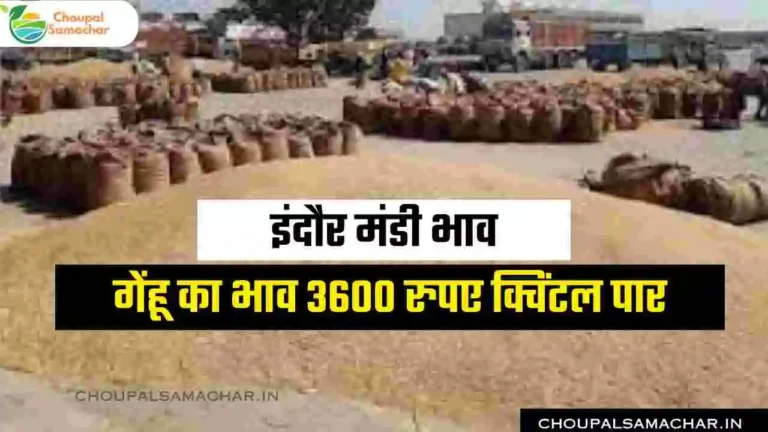 Indore Mandi Rate Aaj ka