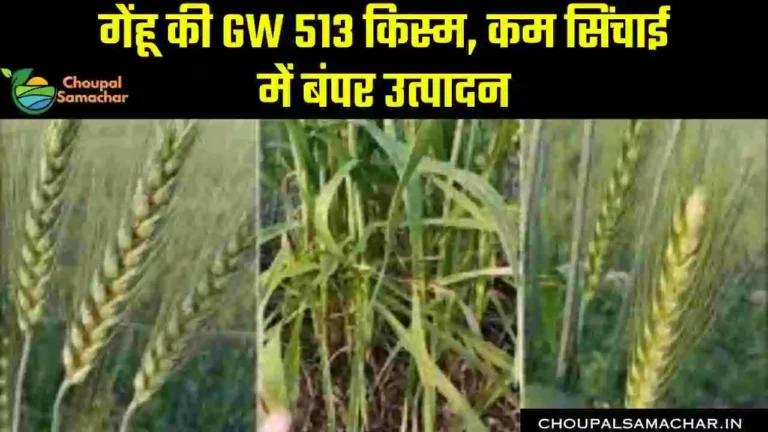 GW 513 wheat variety