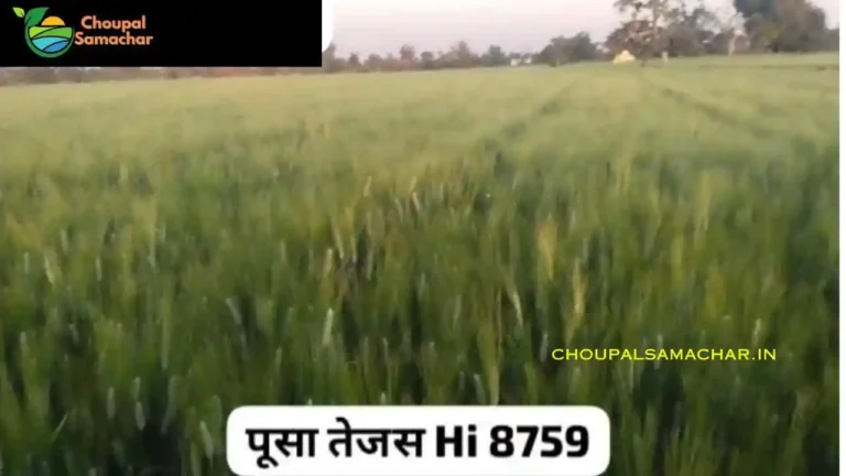 Pusa Tejas HI-8759 wheat variety