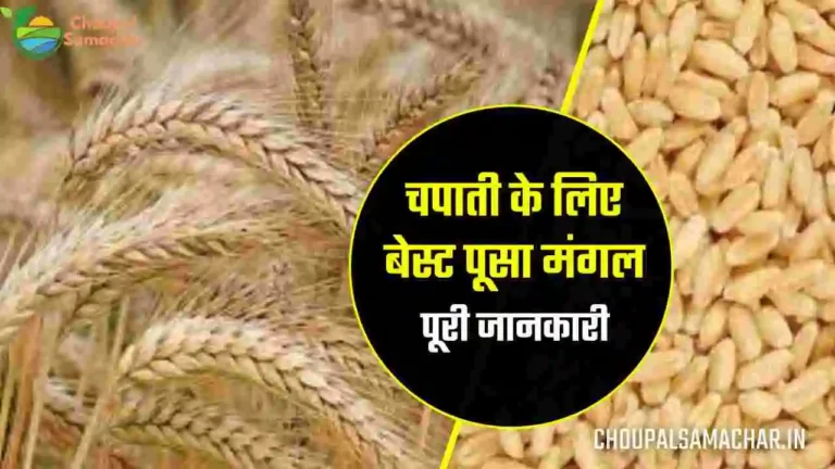 Pusa Mangal 8713 wheat variety