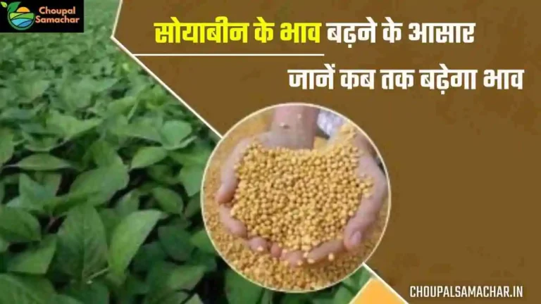 Soybean bhav