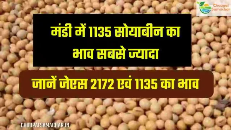 Ujjain Mandi me Soybean ka bhav