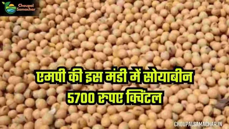 Soybean Bhav