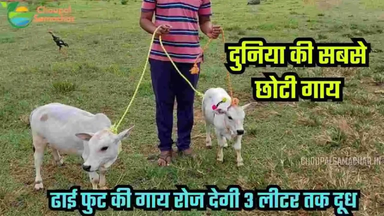 Smallest Punganur Cow