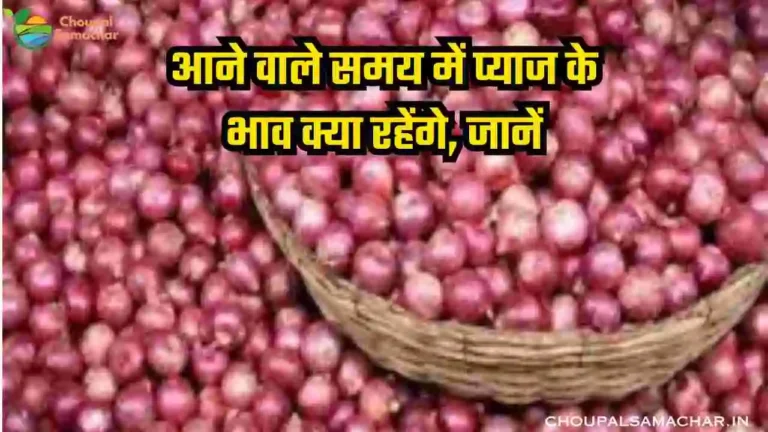 Future of onion price