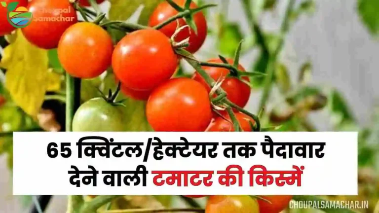 Best Tomato Variety