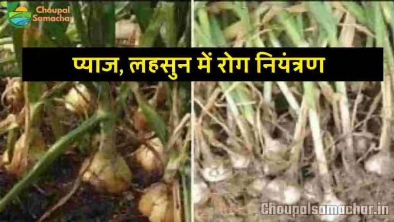 Disease in Onion