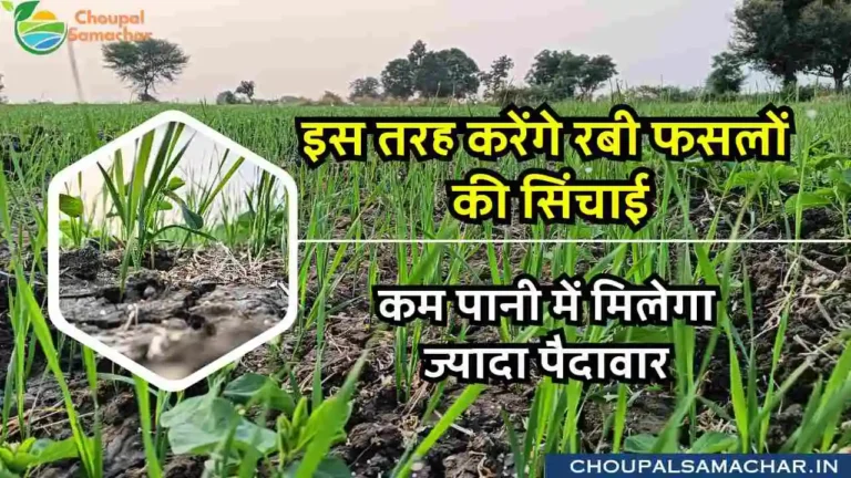 Rabi crop irrigation