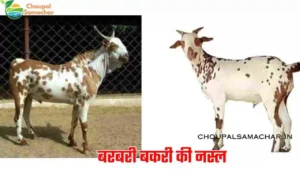 Goats Milk Breed