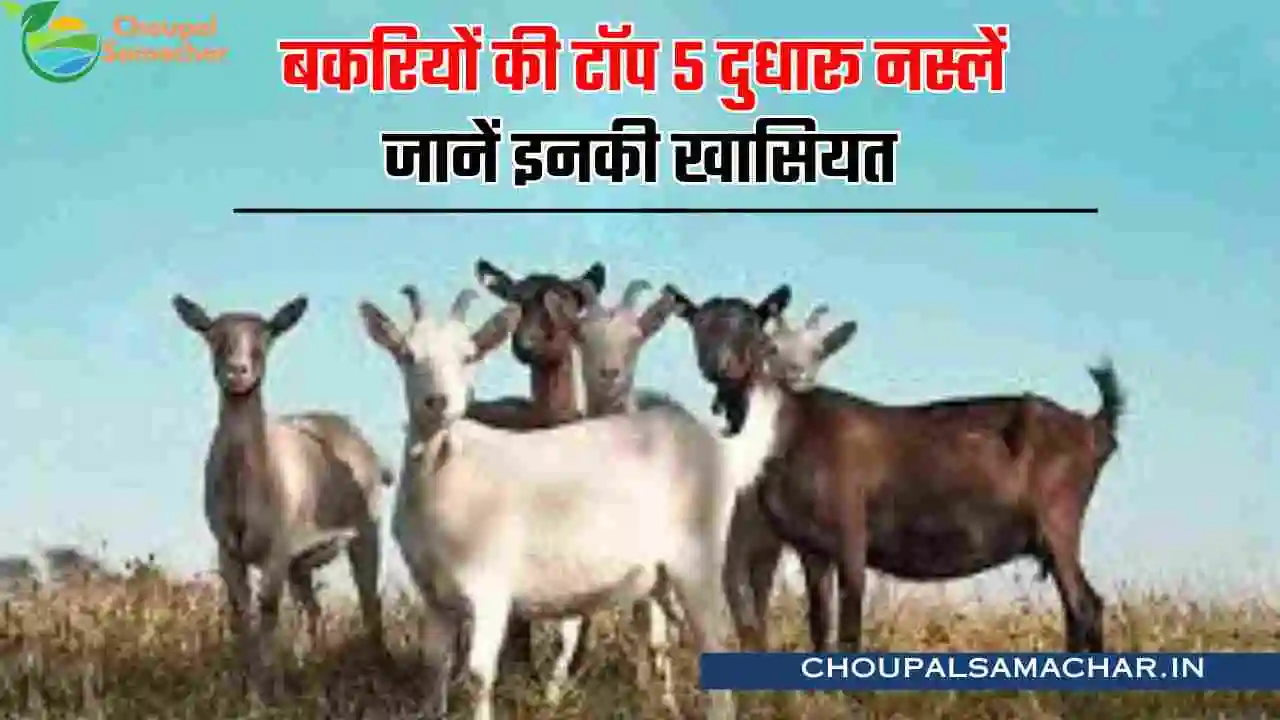 Goats Milk Breed