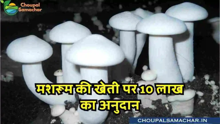 Subsidy on mushroom cultivation