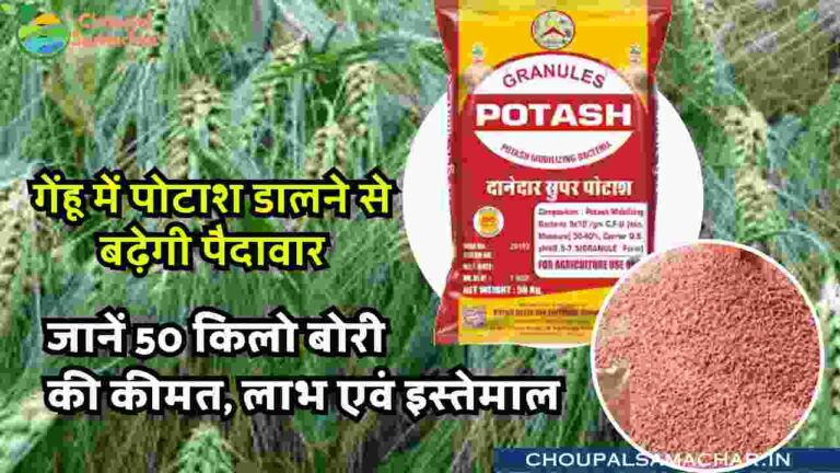 Potash in wheat crop