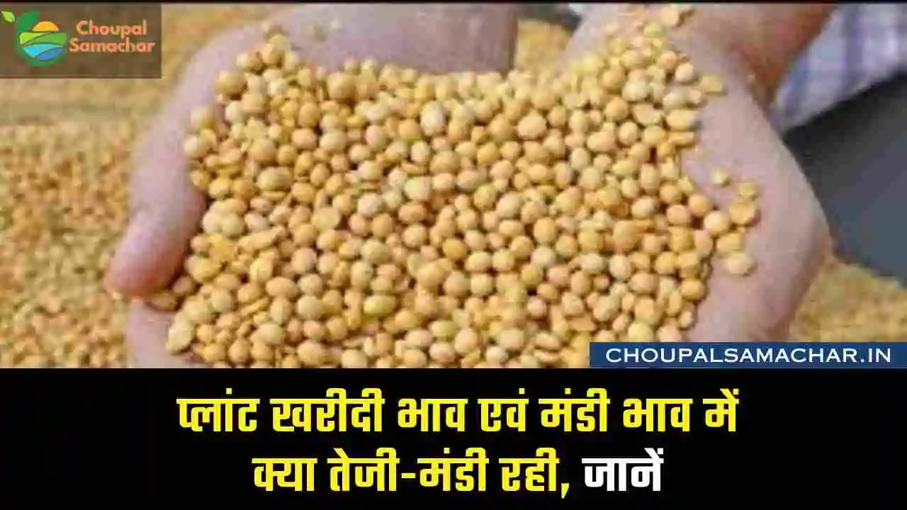 Today Soybean plant price