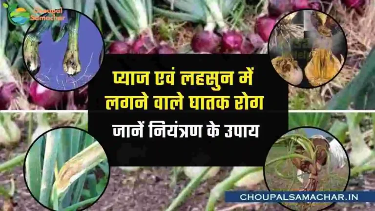 Onion Garlic Disease Control