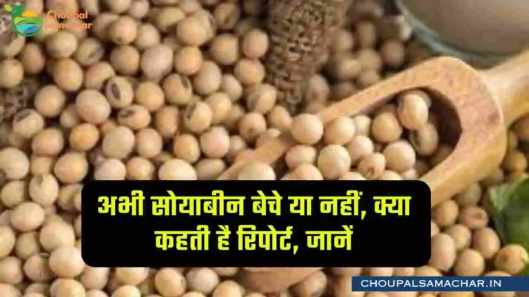 Soyabean price