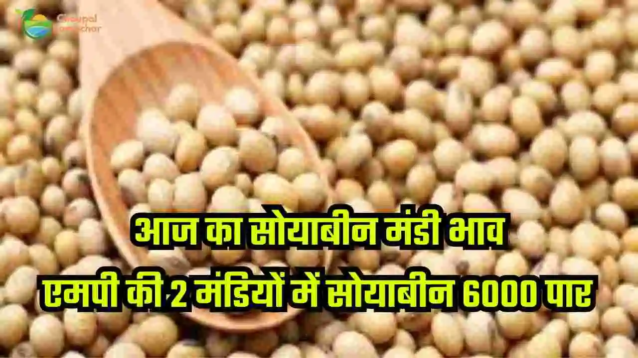 Today Soybean Mandi Bhav