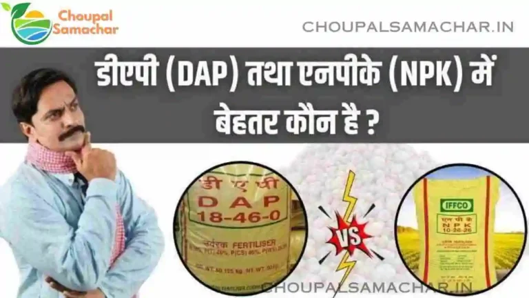 NPK and DAP fertilizers