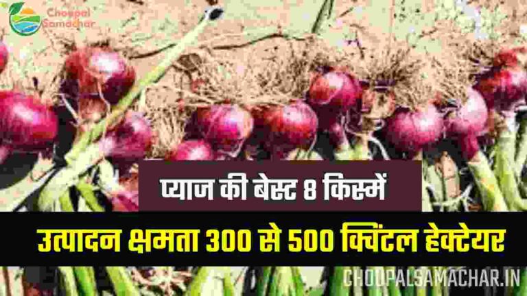 Top 8 Onion Variety