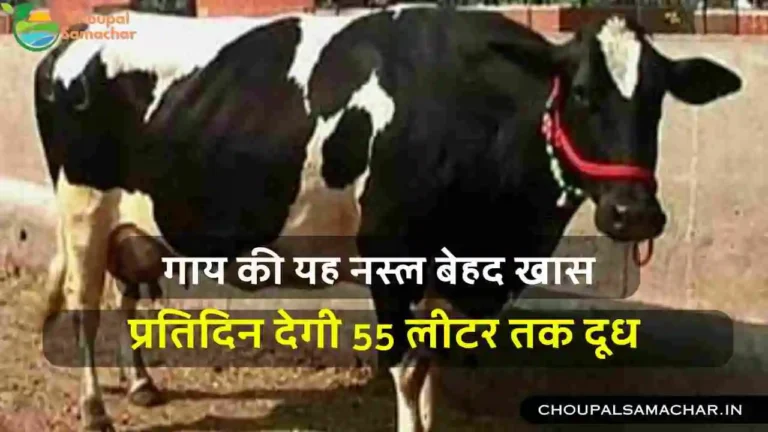 Hardhenu Breed Cow