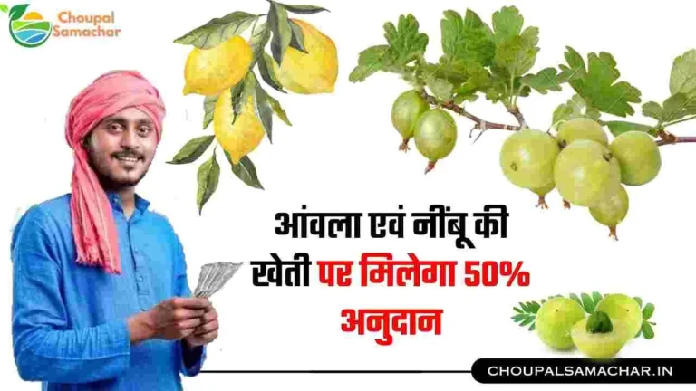 Crop diversification Yojana