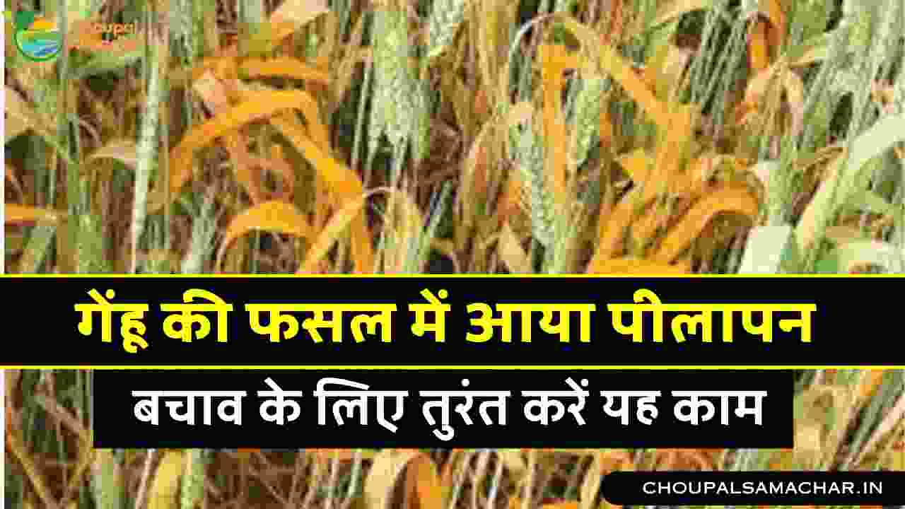 Prevention of yellowing in Wheat