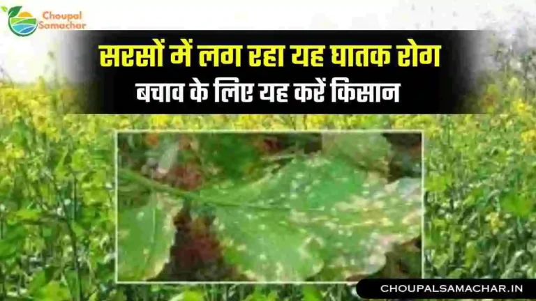 Diseases in mustard