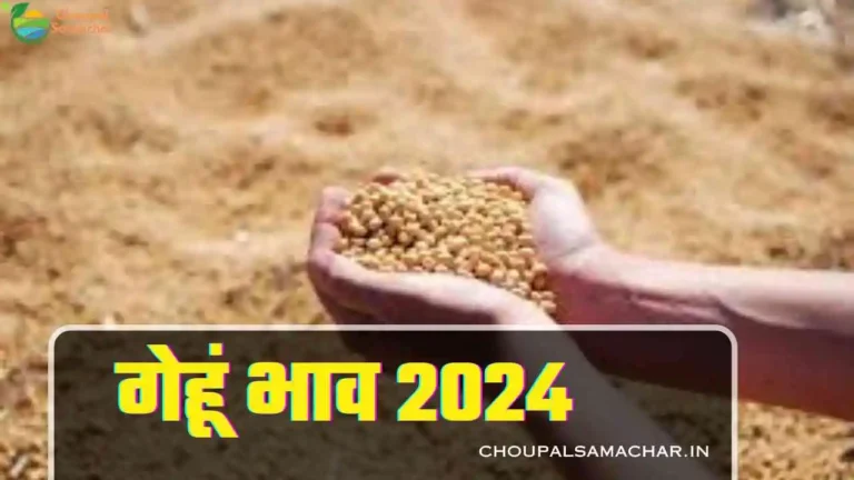 Wheat price 2024 