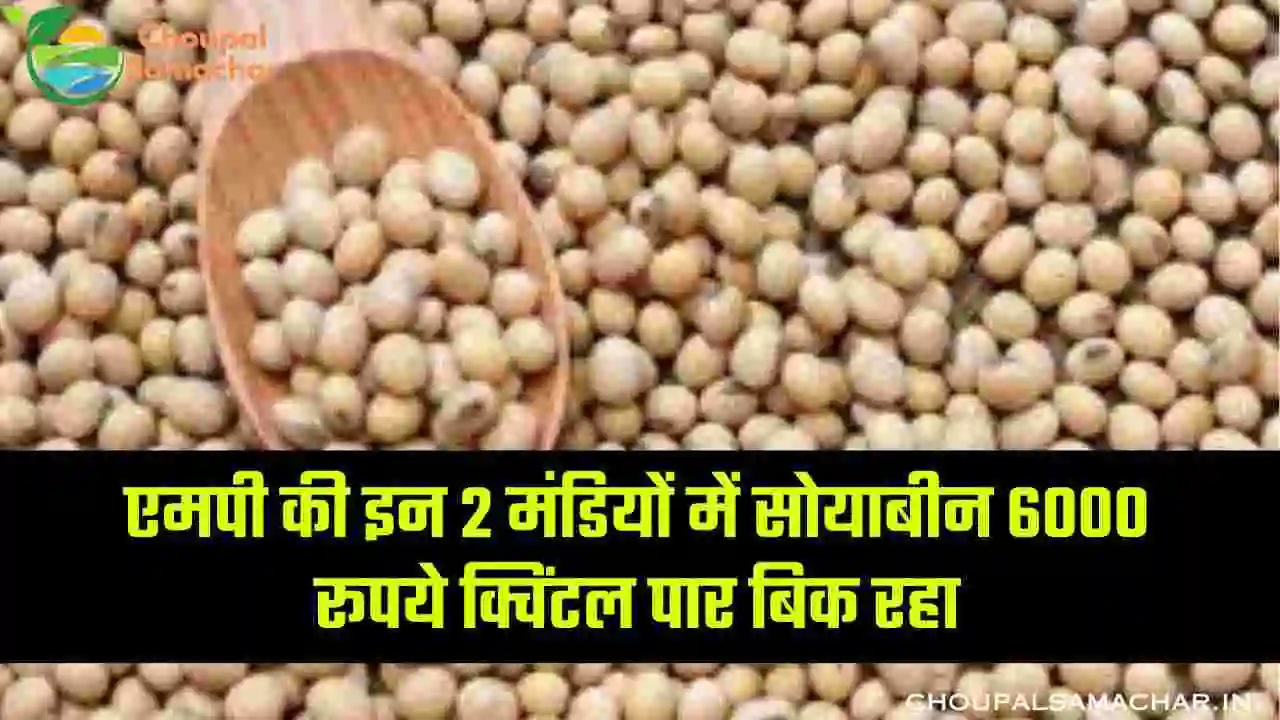 Today Soybean Mandi Bhav