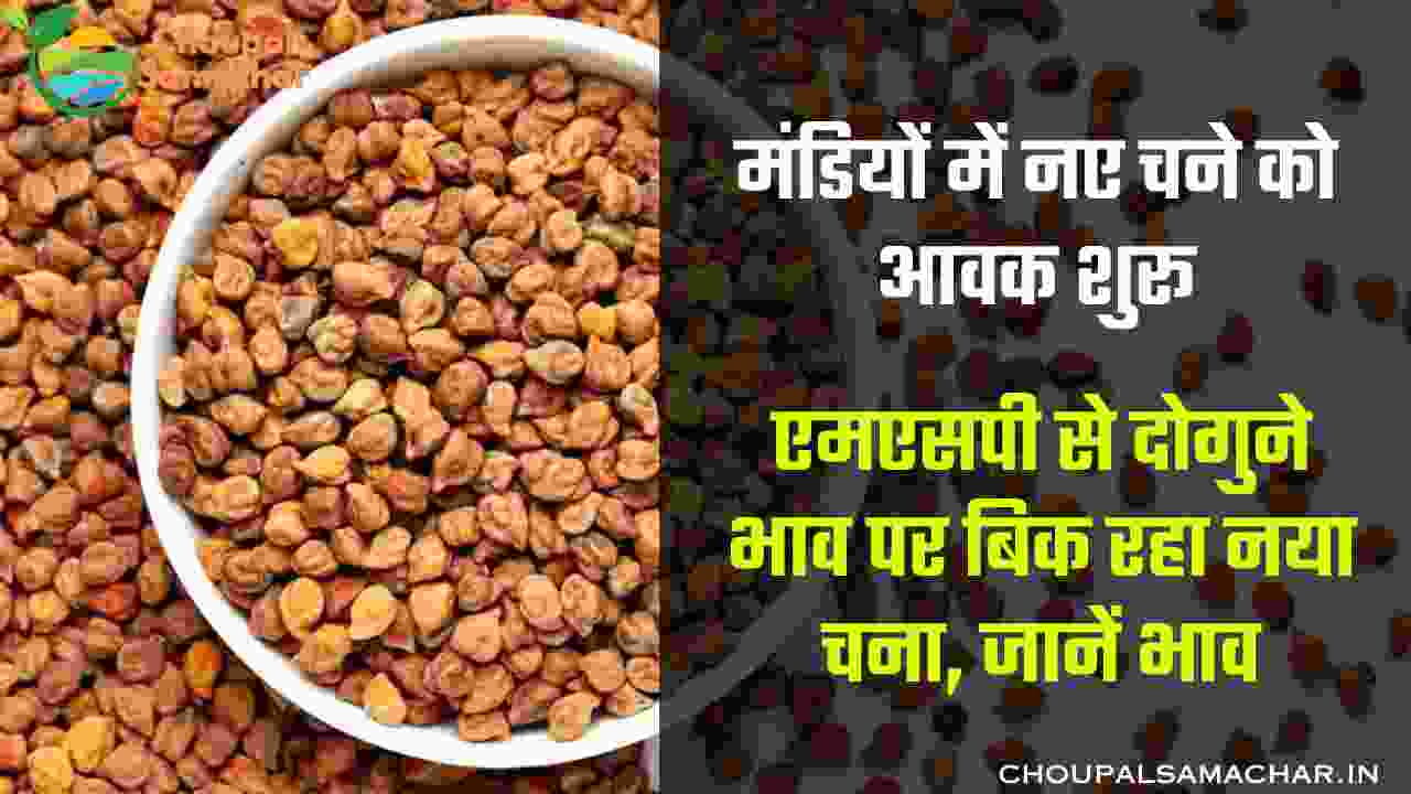 New Chana Mandi Bhav