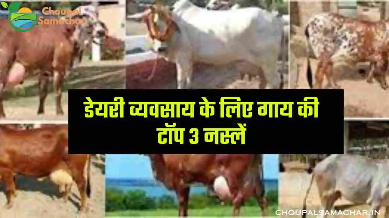 Best Cow Breed