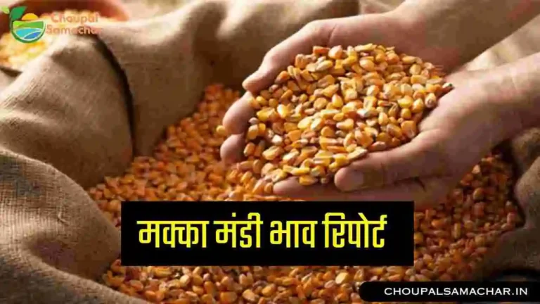 Maize Mandi Bhav Report