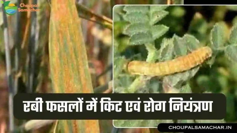 Rabi crop Disease Control