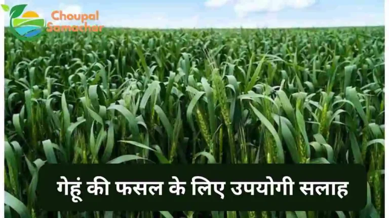 Wheat farming advise