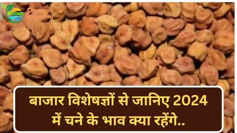 Chana bhav 2024