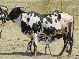 Best Cow Breed