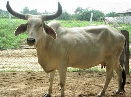 Best Cow Breed