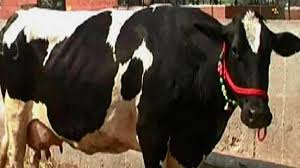 Best Cow Breed