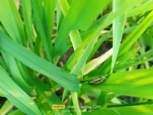 Caterpillar control in wheat