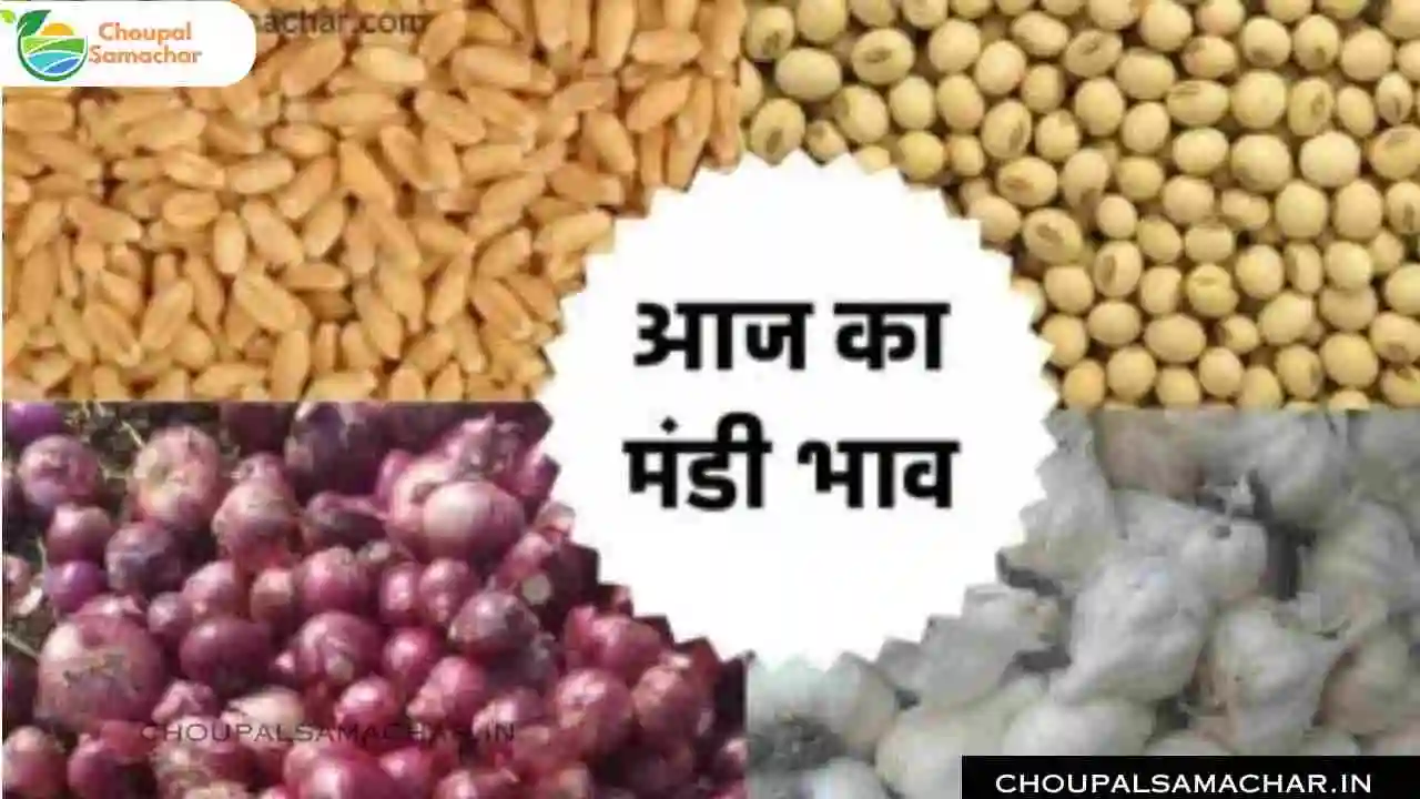 Ujjain Mandi Grain Rate